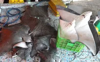 Thơm ngon đặc sản cá đuối đen tại vùng biển Tây Nam