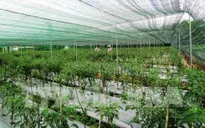 Thủ tướng yêu cầu tháo gỡ vướng mắc trong sản xuất nông nghiệp công nghệ cao