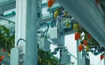 Robot hái dâu - Giải pháp cho thiếu hụt lao động