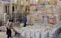 Thay đổi tập quán sản xuất gạo theo phân khúc thị trường xuất khẩu