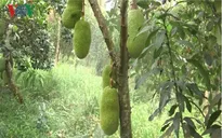 Nông dân ồ ạt nhổ bỏ lúa, ươm mít thái siêu sớm trên đất ruộng