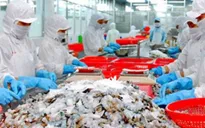VASEP kiến nghị siết chặt tạm nhập tái xuất tôm từ Ấn Độ và Ecuador