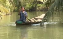 Làm giàu nhờ nuôi tôm trong vườn dừa