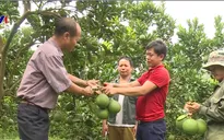 Bán bưởi non thu tiền tỷ đồng