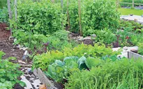 Thế giới có nguy cơ khan hiếm rau xanh do biến đổi khí hậu