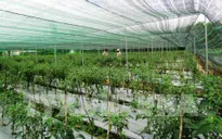 Nông nghiệp công nghệ cao đóng góp giá trị nông nghiệp