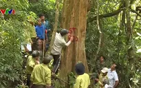 Lập lý lịch cho rừng để bảo vệ rừng