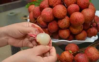 Bí quyết lựa chọn vải thiều ngon