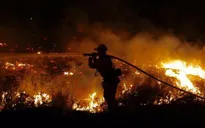 Mỹ: Sử dụng dê ngăn chặn cháy rừng