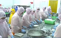 Xuất khẩu tôm sang EU sẽ có nhiều điểm sáng trong thời gian tới