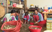 Bạc Liêu: Xử lý nạn bơm tạp chất vào tôm