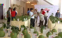 500 nông dân tham dự cuộc thi trái cây ĐBSCL