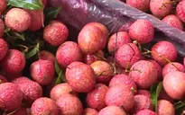 Bắc Giang sẽ là thủ phủ trái cây của miền Bắc hình thành ngành kinh tế cây ăn quả