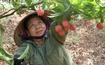 Vải thiều Bắc Giang có thể tăng giá mạnh do mất mùa