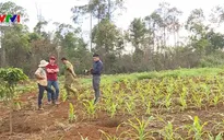 Tây Nguyên nhức nhối nạn phá hoại cây trồng