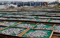 Nghề "cá nục hấp" tại làng chài Bình Minh