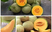 Mỹ: Thêm 10 tiểu bang có dưa lưới có thể nhiễm khuẩn salmonella