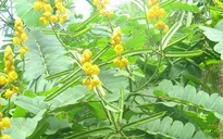 Muồng trâu: Vị thuốc chuyên trị táo bón