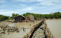 Sạt lở nghiêm trọng đê quốc phòng tại Kiên Giang