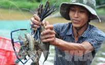 Bộ Nông nghiệp và Phát triển nông thôn khuyến cáo nên đẩy mạnh nuôi tôm sú