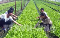 Hơn 8.600 doanh nghiệp đổ vốn vào lĩnh vực nông nghiệp