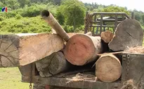 Liên tiếp phát hiện 2 vụ phá rừng tại Đăk Lăk