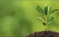 Thực vật có giới tính không?