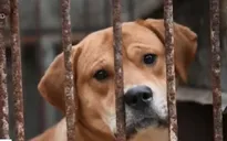 Trung Quốc: Lễ hội thịt chó gây tranh cãi vẫn diễn ra trước sức ép của dư luận