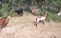 Mỹ: “Biệt đội” dê chống cháy rừng tại Colorado