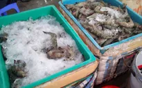 Bạc Liêu: Chặn bắt xe tải chở hơn 600kg tôm bơm tạp chất đang trên đường tiêu thụ