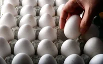 Từ ngày 15/6, giá trứng gà, vịt bình ổn tăng 2.000 đồng/chục