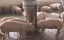 Làm thế nào để chọn lợn sạch chuẩn VietGAP, an toàn và chất lượng?