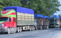 Quảng Trị: Xe quá khổ chở dăm gỗ hoành hành trên tuyến Quốc lộ 9