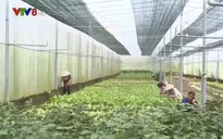 Bình Định hỗ trợ nhân rộng diện tích rau an toàn