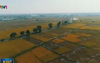 Hà Nội thu hút doanh nghiệp đầu tư vào nông nghiệp