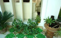 Lựa chọn tiểu cảnh hài hòa cho nhà diện tích nhỏ