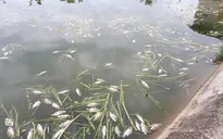 Tình trạng cá chết hàng loạt ở Kon Tum tiếp diễn, gây thiệt hại nặng