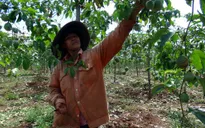 Chanh dây tăng giá, nông dân lại ồ ạt trồng