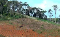 Đắk Nông xử phạt nhiều đối tượng lấn chiếm đất rừng