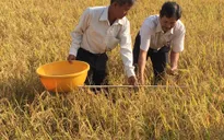Nhiều địa phương đẩy mạnh sản xuất lúa hữu cơ