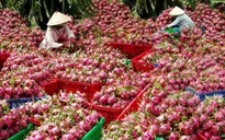 Nông sản Việt Nam được ví như "gái quê danh giá"