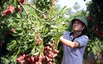 Vải thiều được mùa, Bắc Giang nỗ lực tìm kiếm thị trường tiêu thụ