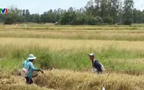 Liên tiếp xảy ra các trường hợp tử vong do dùng điện đánh cá