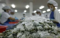 VASEP kiến nghị kiểm soát chặt hoạt động tạm nhập tái xuất tôm qua Trung Quốc