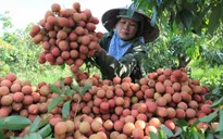 Vải thiều Hải Dương tiêu thụ tốt