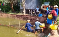 Nguồn cung cá tra khan hiếm
