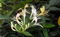 Kim Ngân - Cây hoa, cây thuốc