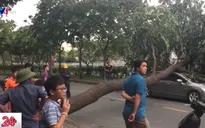 Lốc xoáy ở TP.HCM, nhiều nhà bị tốc mái, cây xanh gãy đổ