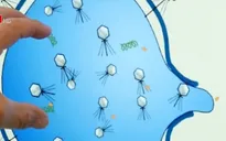 Phát hiện protein giúp chống vi khuẩn kháng thuốc