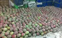 Nông dân bị chèn ép ở vùng trồng xoài có thương hiệu
